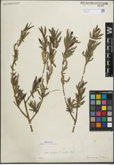 Foto von Salix purpurea L.
